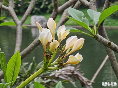 【我的五一】+曉港公園風(fēng)景篇4