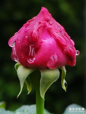 【我的五一】春雨里洗過的那些花兒