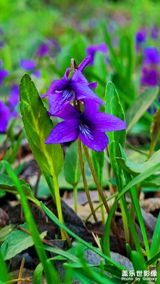 【我的五一】+紫花地丁