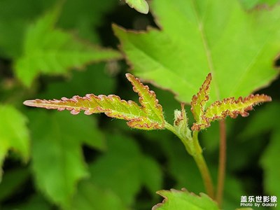 【我的五一】綠油油的葉子