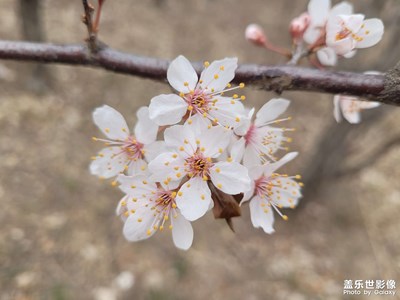 【我的五一】戶外賞花