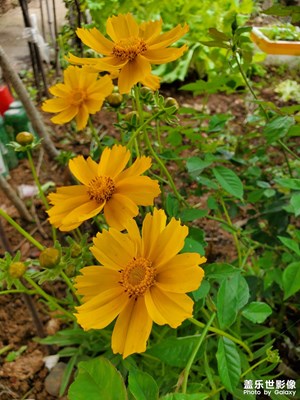 【五一隨拍】花花草草