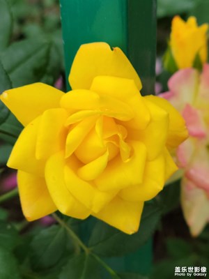 【五一隨拍】公園隨拍