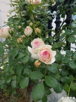 【五一隨拍】+家養(yǎng)粉龍