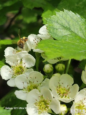 初夏勤勞的小蜜蜂