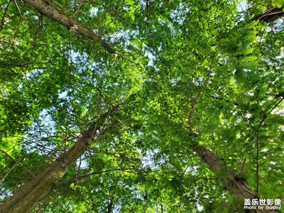 【我的五一】樹蔭