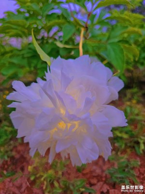 三星S23 Ultra拍攝「花語」