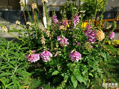 【我的五一】街景隨拍