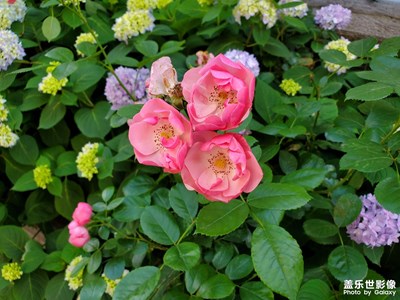 【五一隨拍】鮮艷花朵