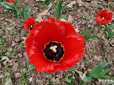 【初夏】+郁金香