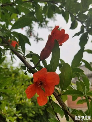 【初夏】石榴花開