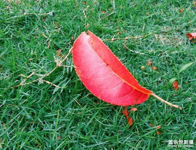 紅葉（photo by note4）