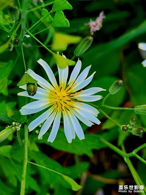 【初夏】+自然之美