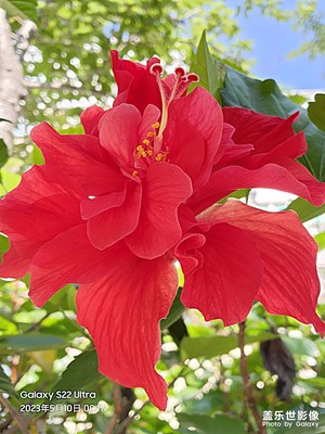 花鳥(niǎo)松果圖