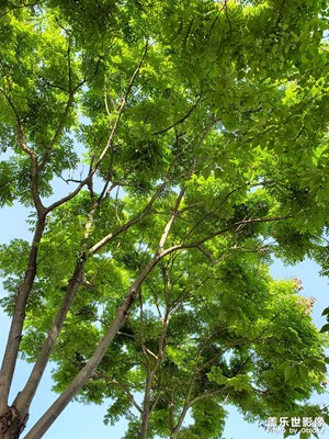 【初夏】+初夏美景