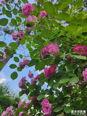 【拍有生活】+ 公園隨拍