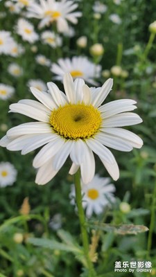 【拍有生活】520花朵隨拍