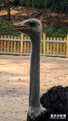 鴕鳥