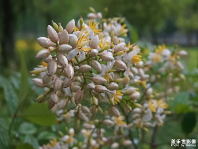 【陽光燦爛的日子】+公園