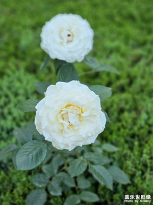 黃月季與白月季