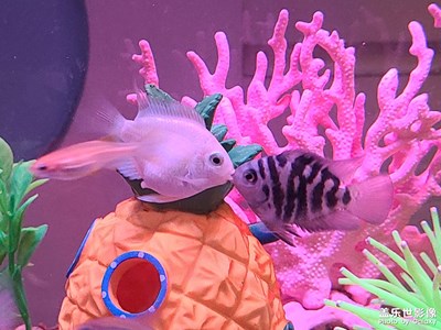 微景觀+親嘴的小魚