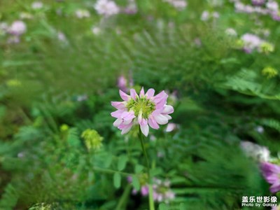 【陽(yáng)光燦爛的日子】+ 隨拍