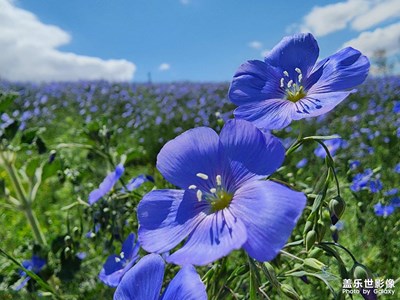 【陽光燦爛的日子】生機(jī)勃勃