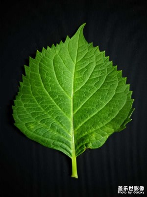 來(lái)兩張黑背景