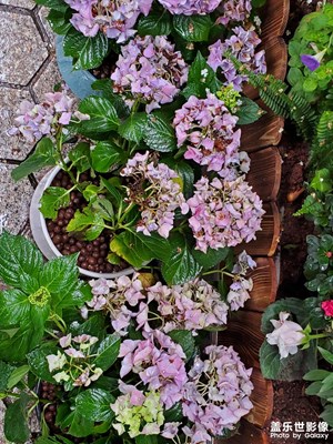 【陽光燦爛的日子】+鮮花