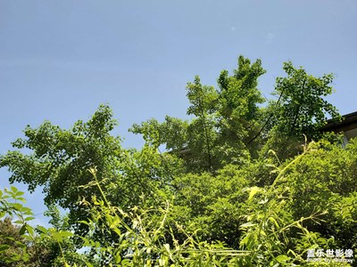 【陽光燦爛的日子】+ 明媚陽光