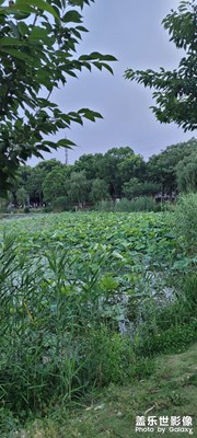 夏日到了，荷葉長高了