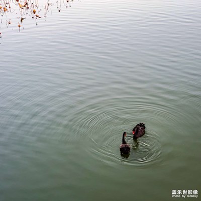 南海子公園（二）