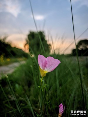 【用鏡頭講述】+S23U下的小花