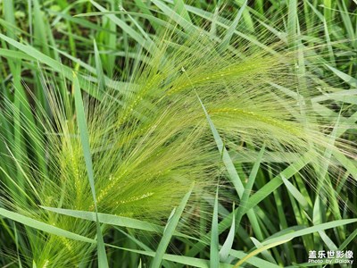 【用鏡頭講述】+ 記錄夏天