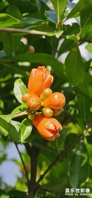 初夏，石榴花