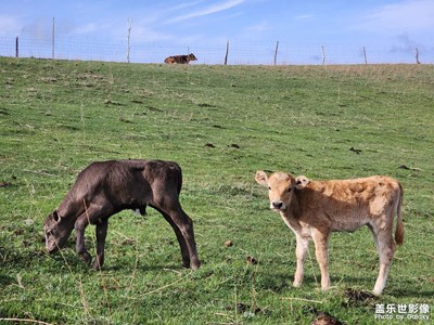 【用鏡頭講述】風(fēng)吹草低見牛羊