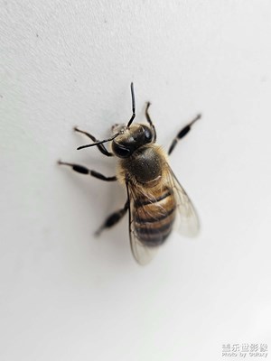 車上的小蜜蜂