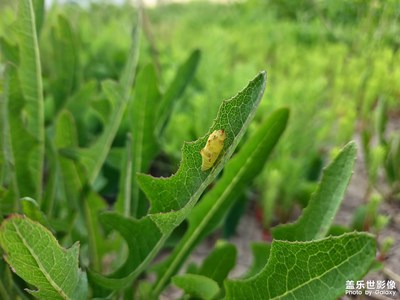 “鐵甲蛹”進(jìn)化了