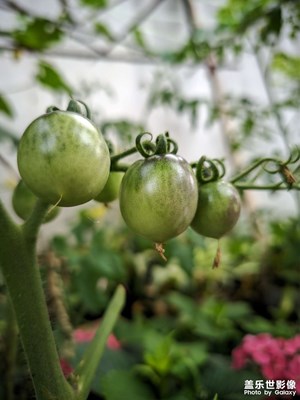 【鏡頭里的夏天】 媽媽的菜園