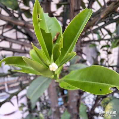 這手機(jī)微距拍照不行啊