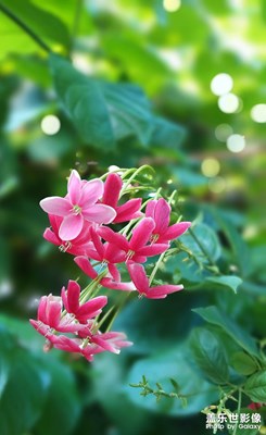 【泛著光的生活】小區(qū)漫步隨拍