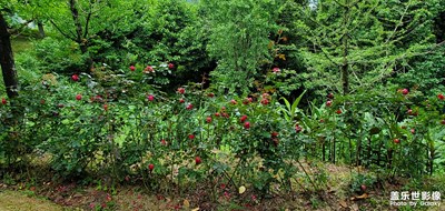 【泛著光的生活】+生活隨拍