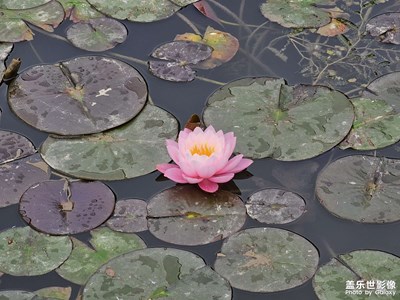 【留住精彩】+賞花