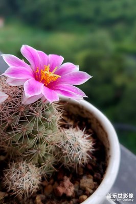 【留住精彩】小仙人掌又開(kāi)花了