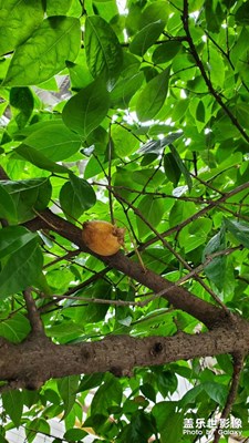 【留住精彩】+嫩綠世界