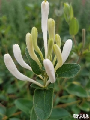 【鏡頭里的夏天】+萬物瘋長