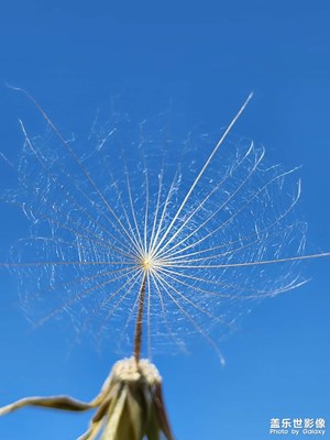 【鏡頭里的夏天】大蒲公英