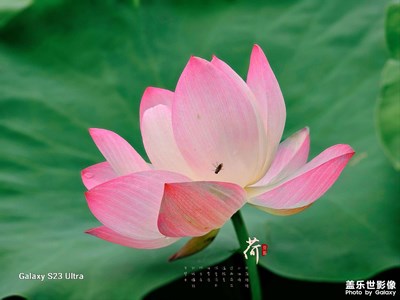 【鏡頭里的夏天】+荷花夏天永恒的主題