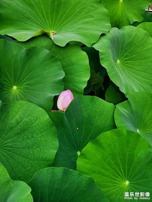 【鏡頭里的夏天】荷花