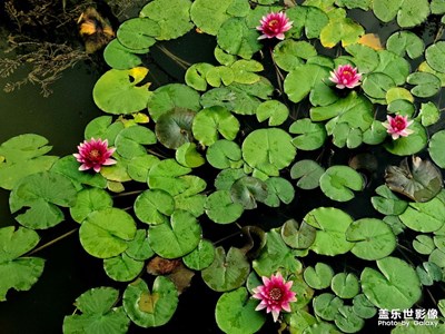 【鏡頭里的夏天】美景隨拍